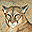 Big Cats Screensaver icon