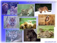 Big Cats Screensaver screenshot